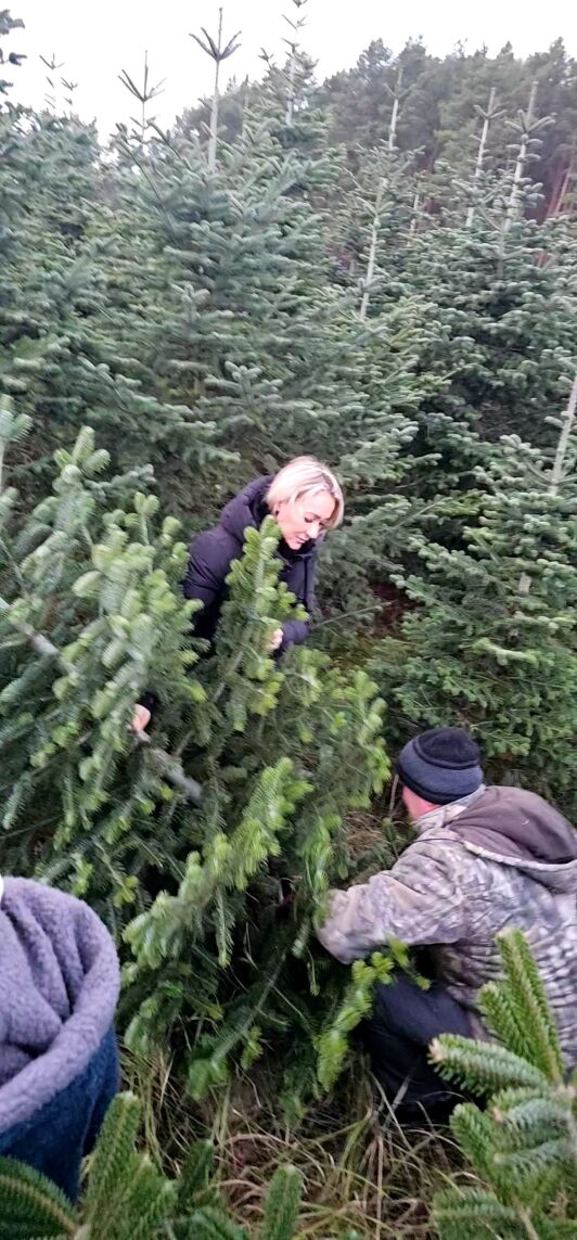 2025 - Weihnachtsbäume schlagen 1